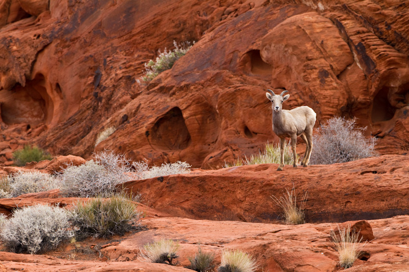 Bighorn On Slickrock